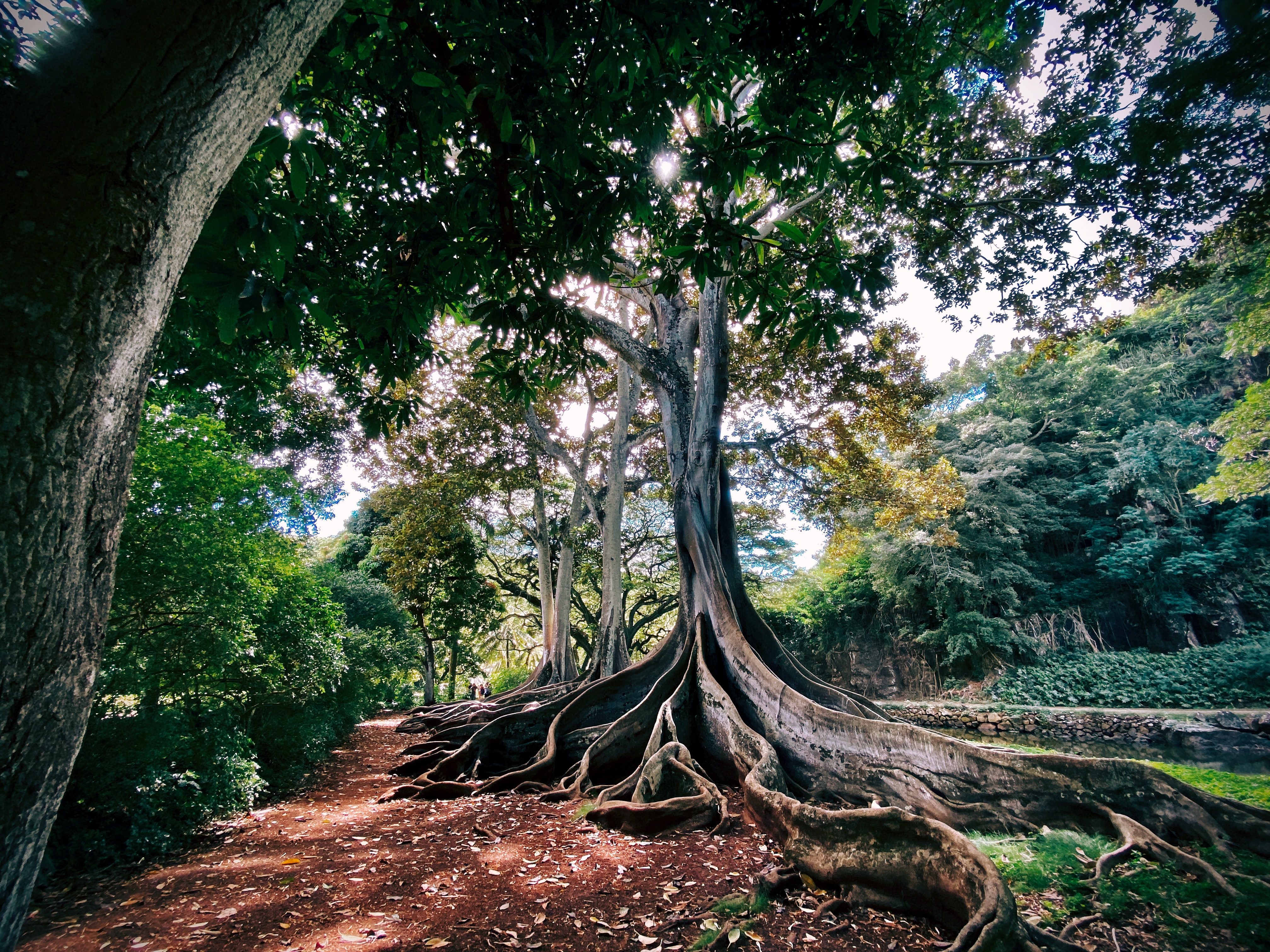Дерево теплой страны. Баньян дерево Вьетнам. Баньян корни. Эбеновое дерево Коста Рика. Нанму дерево.